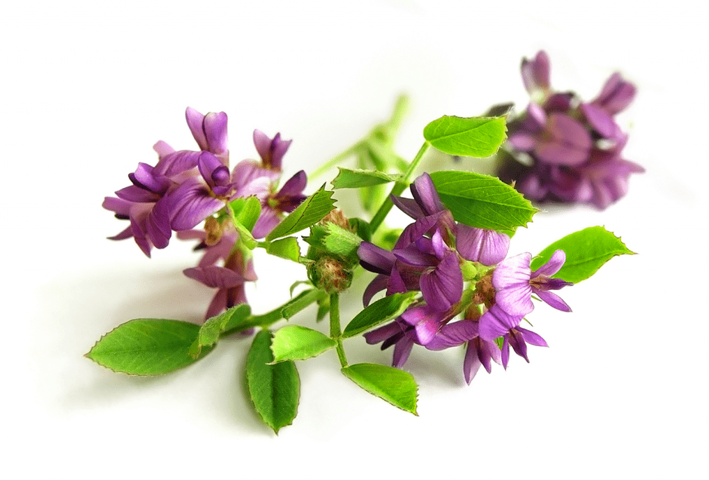 Alfalfa-Kugel als Teil von Artovitel